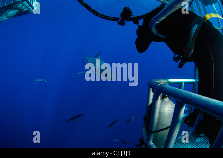 Unterwasser-Fotograf ein Foto von einem großen weißen Hai. Guadalupe Island, Mexiko Stockfoto