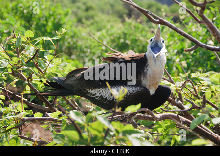 Eine juvenile herrliche Fregattvogels ruft auf den Galapagos Inseln Stockfoto