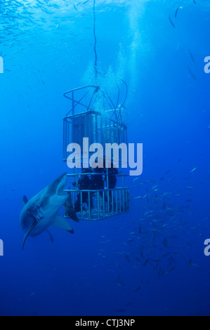 Weibliche Great White und Taucher. Guadalupe Island, Mexiko Stockfoto