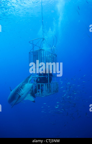 Weibliche Great White und Taucher. Guadalupe Island, Mexiko Stockfoto