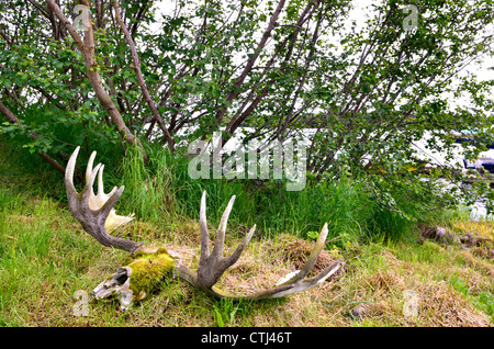 Ein Rack mit Elch Geweih Gras zu legen. Katmai Nationalpark und Reservat. Alaska, USA. Stockfoto