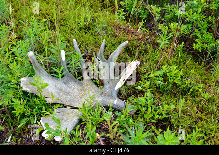 Ein Elch Geweih Verlegung in Büschen. Katmai Nationalpark und Reservat. Alaska, USA. Stockfoto