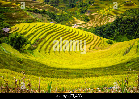 Reis-Terrassen in Vietnam Stockfoto