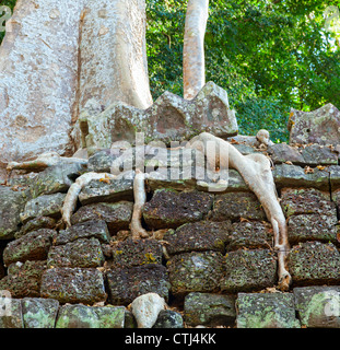 Ta Prohm Tempel, Kambodscha Stockfoto