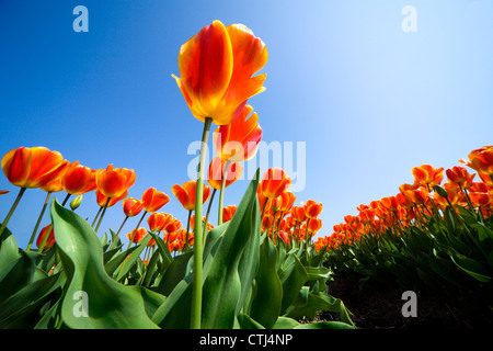 Holland-Tulpen Niederlande Tulpen holländische Tulpen Reihen von vibrant Orange gelb rote Tulpen in einem Feld Stockfoto