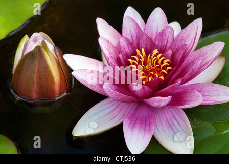Rosa Seerose und Blütenknospe Stockfoto