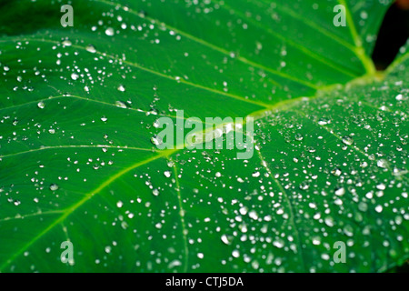 Die morgendliche Dusche, so dass eine schöne Parttern auf Arrowleaf; auch der Elefant genannt Ohr Blatt Stockfoto