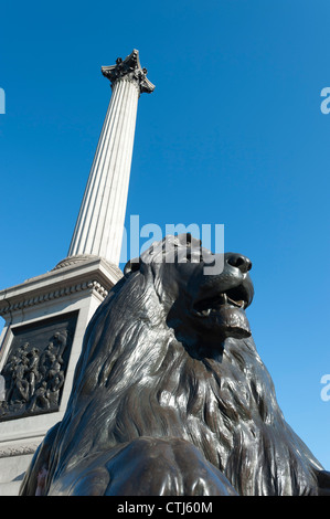Löwenstatue und Nelsonsäule, Trafalgar Square, London, England Stockfoto