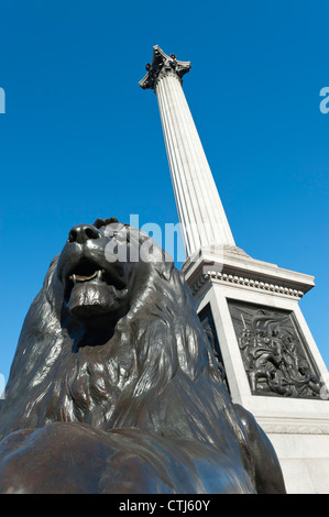 Löwenstatue und Nelsonsäule, Trafalgar Square, London, England Stockfoto