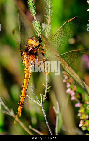 Eine gekielte Abstreicheisen Libelle in Ruhe UK Stockfoto