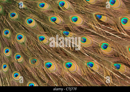 Peacock Feather Muster Hintergrund Stockfoto