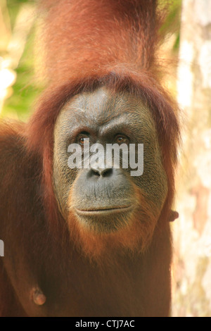 Porträt von weiblichen Orang-Utan (Pongo Abelii), Sumatra, Indonesien Stockfoto