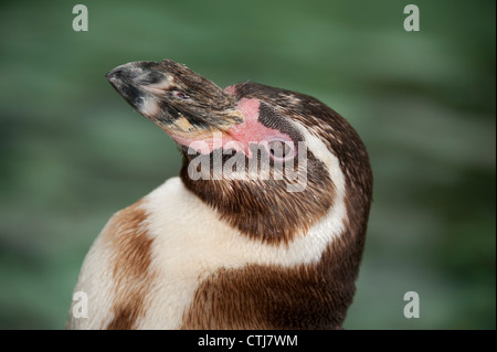 Humboldt-Pinguin Nahaufnahme portrait Stockfoto
