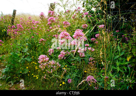 roter Baldrian Centranthus Ruber durch Zaun Stockfoto