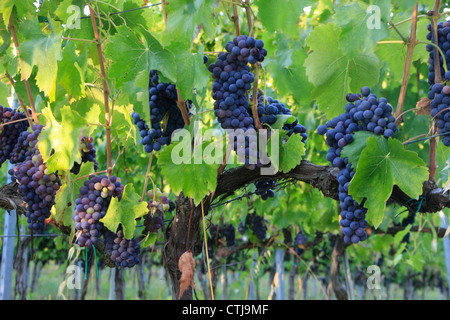 Trauben an einer Rebe Stockfoto