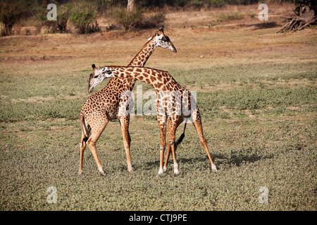 junge Giraffe Kämpfe im Luangwa Nationalpark Sambia Stockfoto