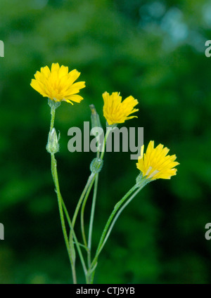 Herbst HAWKBIT Leontodon Autumnalis (Asteraceae) Stockfoto