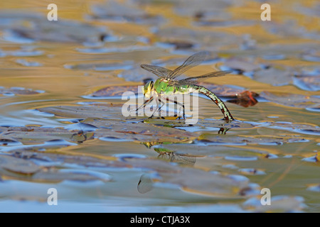 Frau Kaiser Libelle Verlegung Eiern auf die Vegetation in einem Teich Stockfoto