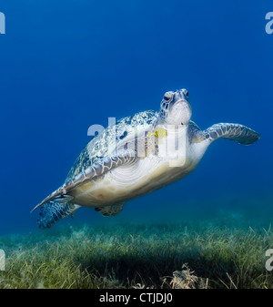 Eine grüne Schildkröte schwimmt niedrig über Seegras, ein kleiner Fisch im Schlepptau.  Genommen in den flachen Gewässern des Golf von Aqaba, ägyptischen Roten Meer Stockfoto