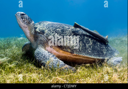Grüne Schildkröte mit einer großen Remora auf der Schale ruht auf einige seichte Seegras im ägyptischen Roten Meer (Nuweiba) Stockfoto