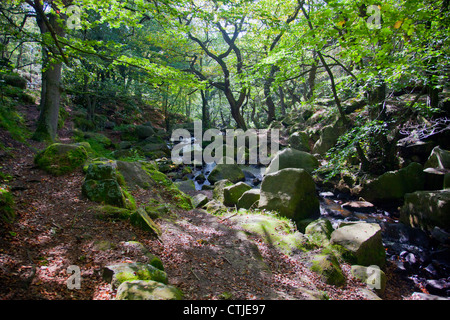 Gemischte Laubwald in Padley Schlucht im Peak District Nationalpark Derbyshire England UK Stockfoto