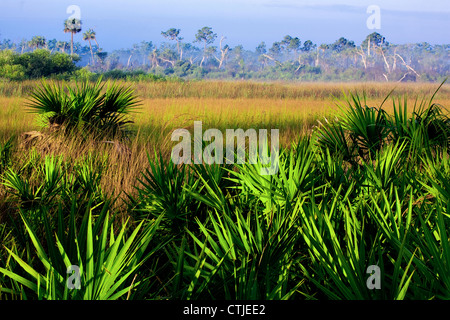 Big Cypress National Preserve, Süd-Florida Seminole Gebiet Stockfoto