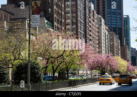 Frühling im Murray Hill Historic District, New York City, USA, Stockfoto