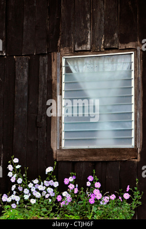 alte Fenster mit Blume Stockfoto