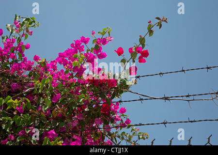 Los Angeles, Kalifornien - Blumen und Stacheldraht schützen ein Geschäft. Stockfoto