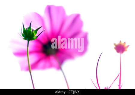 Kosmos-Blume auf weißem Hintergrund Stockfoto