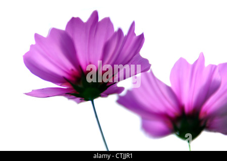 Kosmos-Blume auf weißem Hintergrund Stockfoto