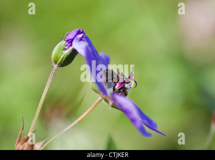 Geranium Rozanne 'Gerwat' und Fütterung Biene, Juni, UK Stockfoto