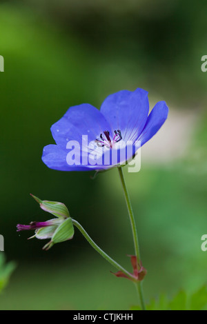 Geranium Rozanne 'Gerwat', Juni, UK Stockfoto