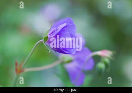 Geranium Rozanne 'Gerwat', Juni, UK Stockfoto