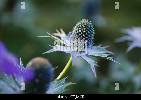 Eryngium Giganteum 'Miss Wilmott Ghost', Juli UK Stockfoto