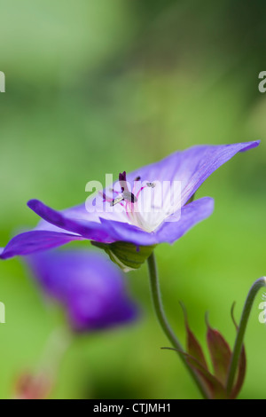 Einzelne Blume Geranium Rozanne 'Gerwat', Juni, UK Stockfoto