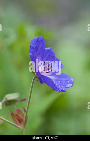 Geranium Rozanne 'Gerwat' einzelne Blume mit Regentropfen, Juli, UK Stockfoto