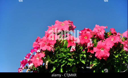 Rote Blumen auf blauem Himmelshintergrund Petunien Stockfoto