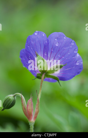 Geranium Rozanne 'Gerwat' mit Regentropfen, Juli, UK Stockfoto