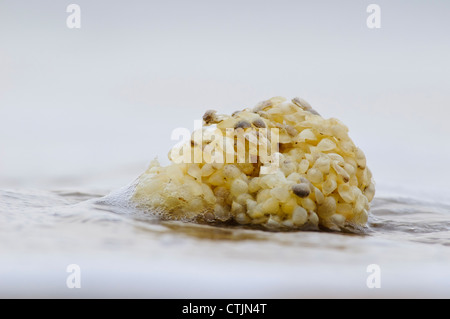 Ein Büschel von Eikästen des gemeinsamen Wellhornschnecke (Buccinum Undatum) angespült von der Flut an Joss Bay, Kent. März Stockfoto