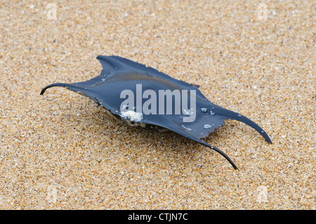 Eine Meerjungfrau Geldbörse, Ei bei einem gewellt Ray (Raja Undulata) links auf dem Sand von der Flut an Joss Bay, Kent. März. Stockfoto