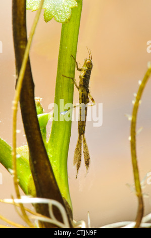 Die Larve oder Nymphe, ein blau-tailed Damselfly (Ischnura Elegans) festhalten an Teich Unkraut im Stodmarsh National Nature Reserve Stockfoto