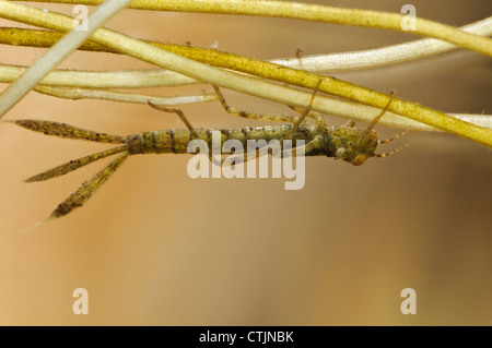 Die Larve oder Nymphe, ein blau-tailed Damselfly (Ischnura Elegans) festhalten an Teich Unkraut im Stodmarsh National Nature Reserve Stockfoto