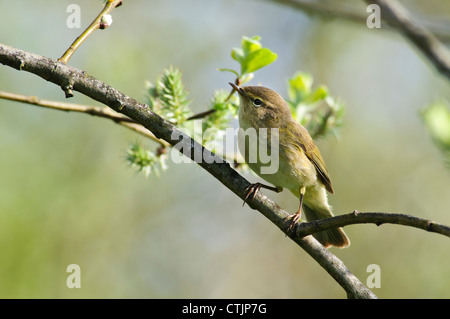 Ein Zilpzalp (Phylloscopus Collybita) thront in einer Weide am RSPB Rainham Marshes, Essex. April. Stockfoto