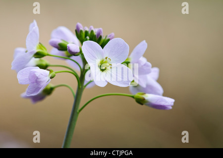 Cuckooflower (Cardamine Pratensis) blühen im Stodmarsh National Nature Reserve, in der Nähe von Canterbury, Kent. April. Stockfoto