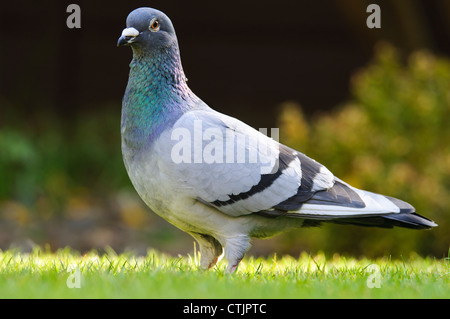 Eine wilde Taube (Columba Livia) thront auf einer Grünfläche im Belvedere, Kent. April. Stockfoto