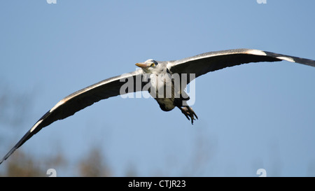 Ein Graureiher (Ardea Cinerea) im Flug über Regents Park, London. April. Stockfoto