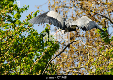 Ein Graureiher (Ardea Cinerea) Landung in einem Baum im Regents Park, London. April. Stockfoto