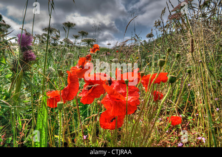 Wilder Mohn lange Gras mit stürmischen Himmel im Hintergrund Stockfoto