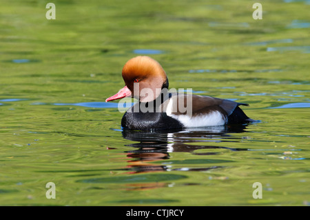 Ein rot-crested Tafelenten (Netta Rufina) auf den See mit Booten im Regents Park, London. April. Stockfoto